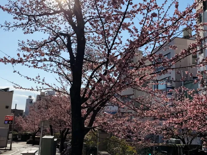 あたみ桜ほぼ満開です