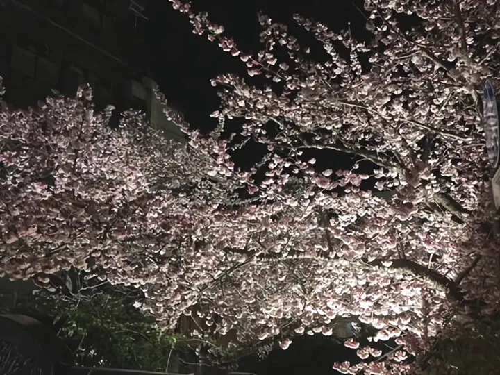 夜桜