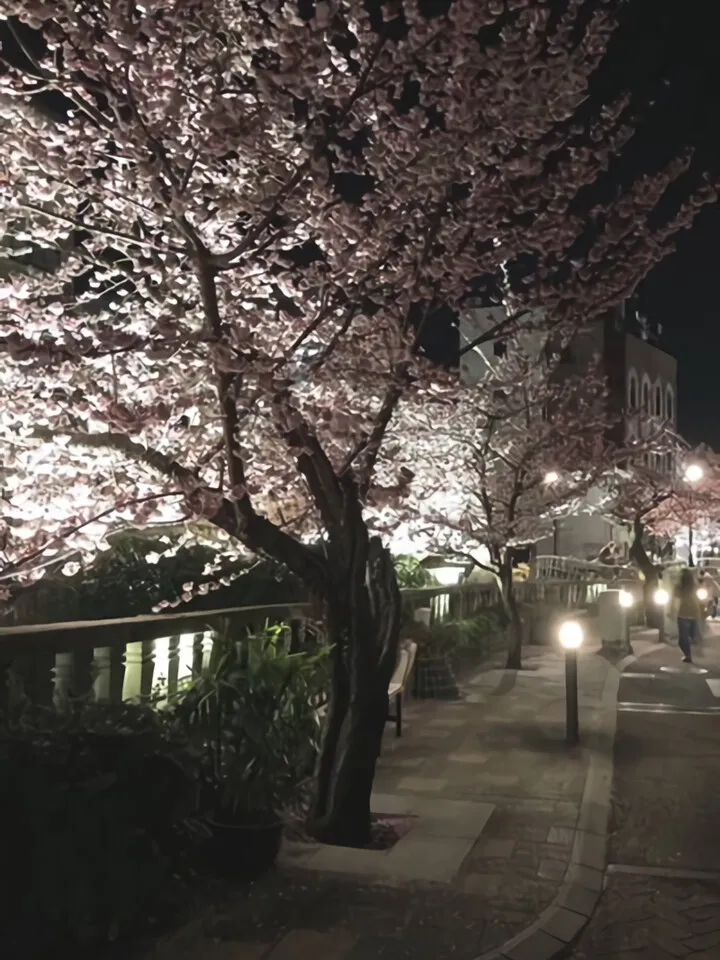 夜桜