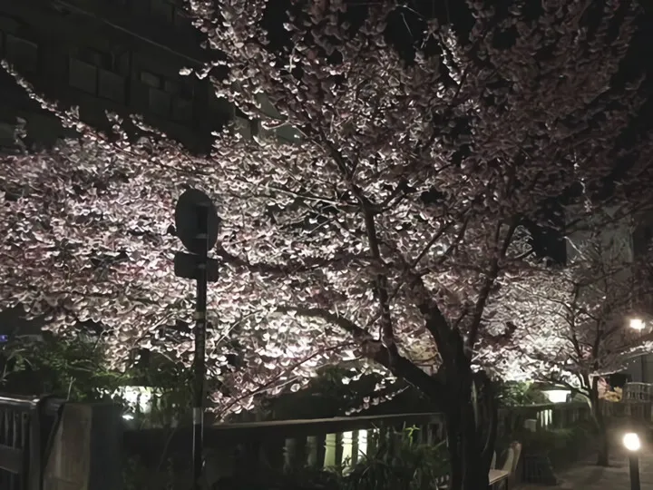 夜桜