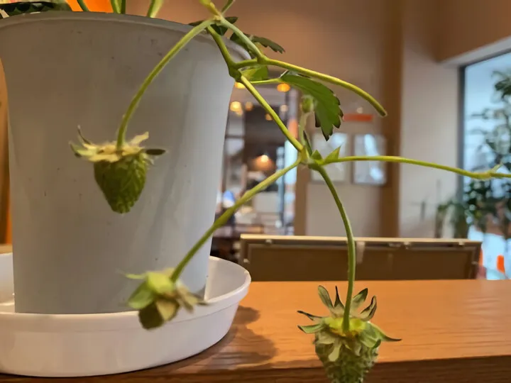 いちご&ハイビスカス