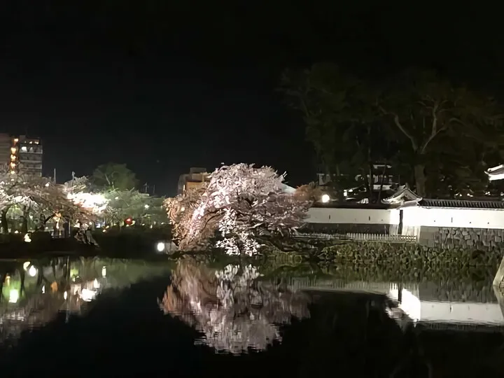 小田原城 桜