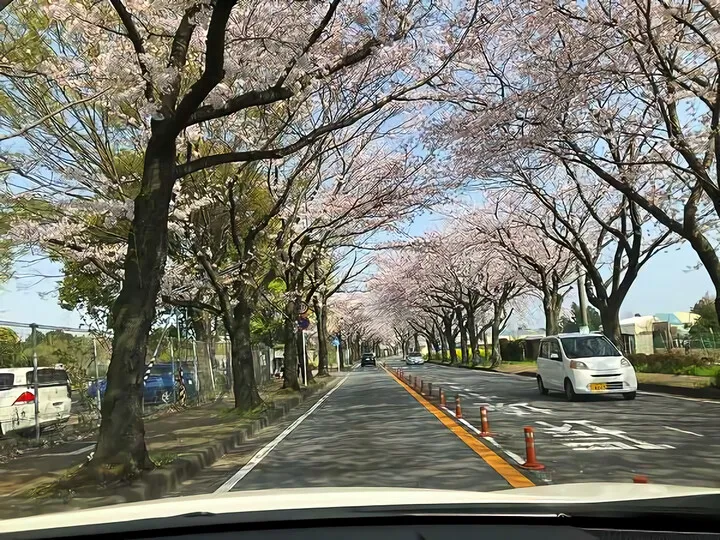 小田原フラワーガーデン前桜並木