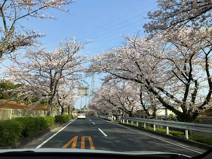 しらさぎ会館(下水処理場)横の桜並木