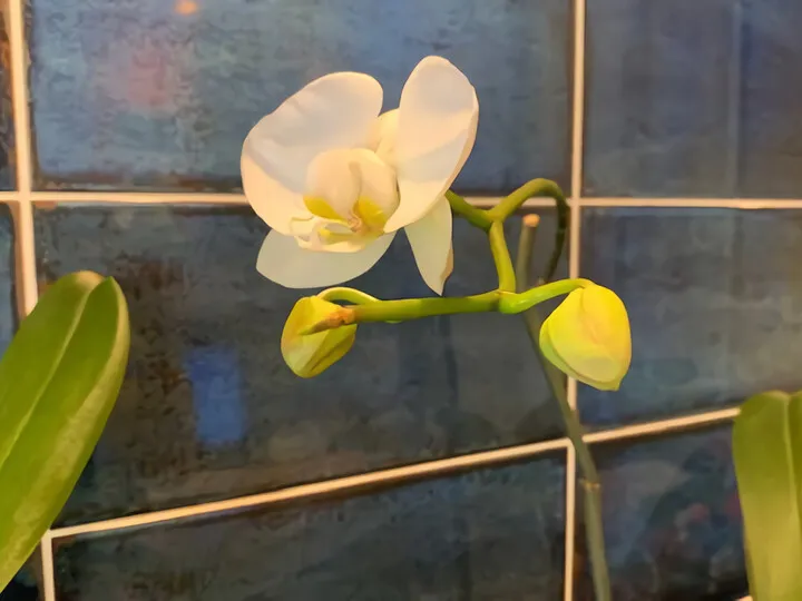 朝出勤してみると胡蝶蘭が・・