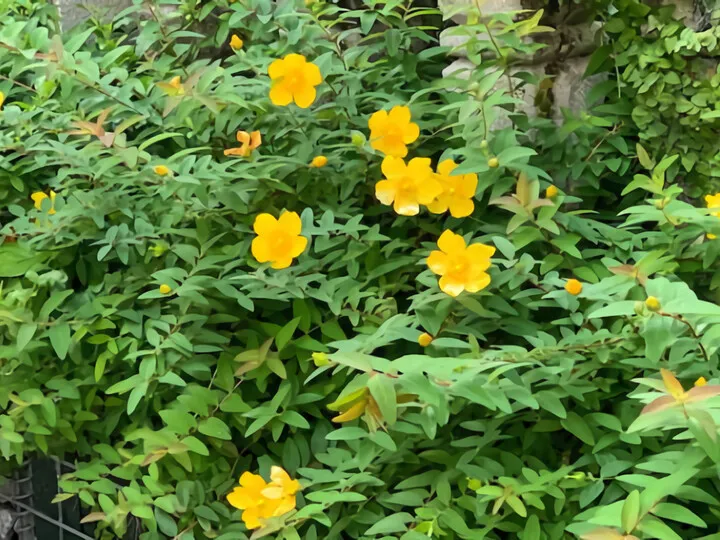 やっと・・咲きました