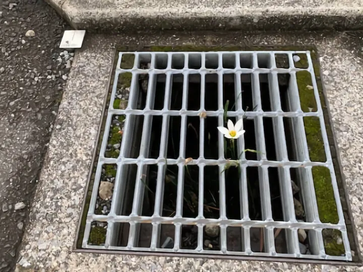 植物の生命力に・・・