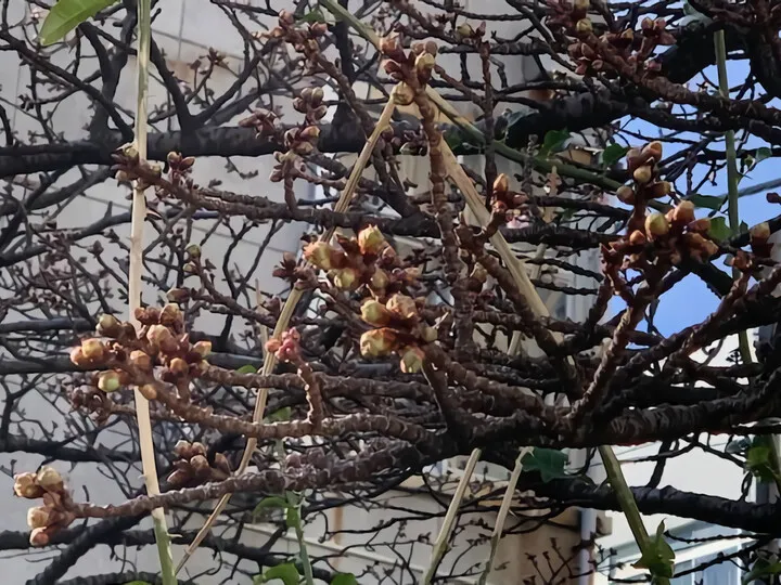 あたみ桜