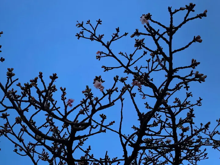 あたみ桜~糸川遊歩道