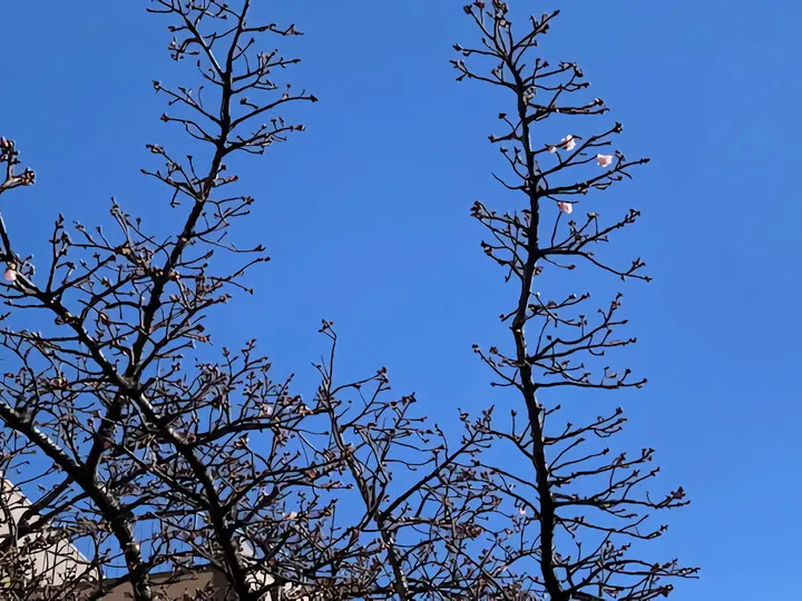 あたみ桜~糸川遊歩道