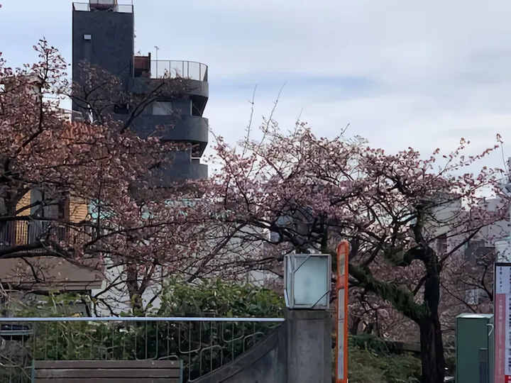 1月15日
