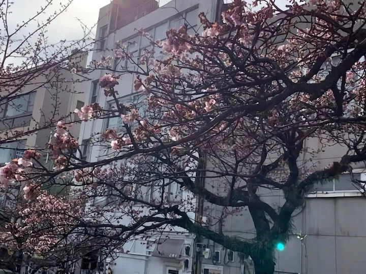 あたみ桜~糸川遊歩道 1/15