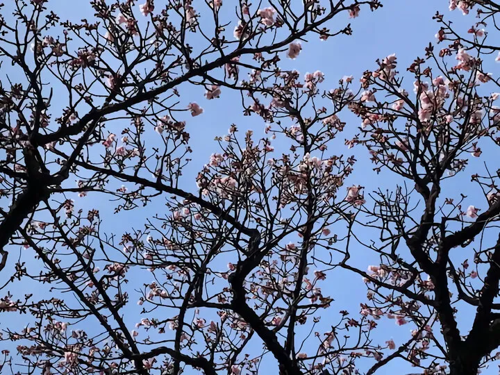 あたみ桜~糸川遊歩道 1/15