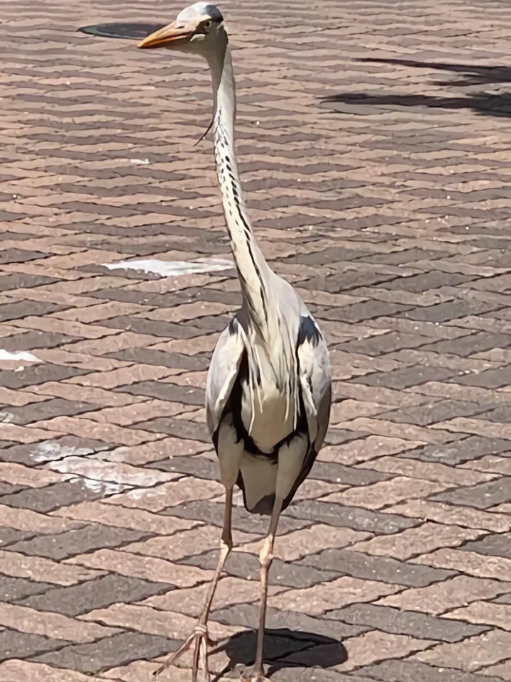 おあさぎ