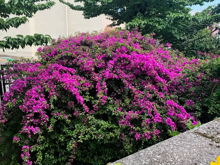 「秘苑 」熱海市銀座町