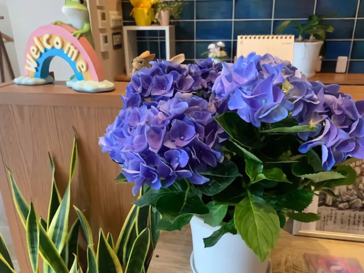 紫陽花