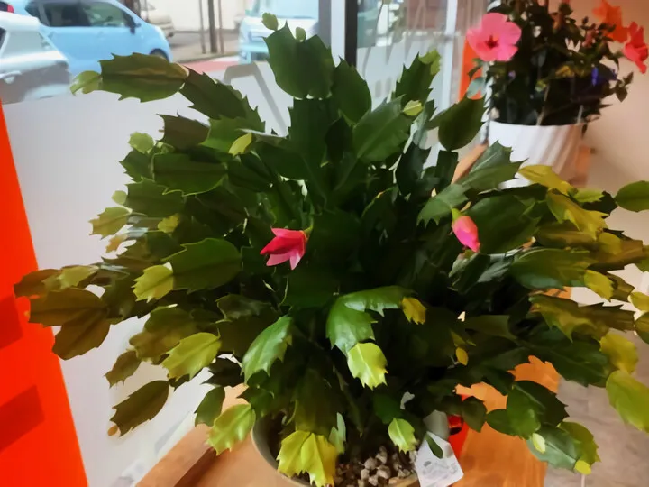 観葉植物