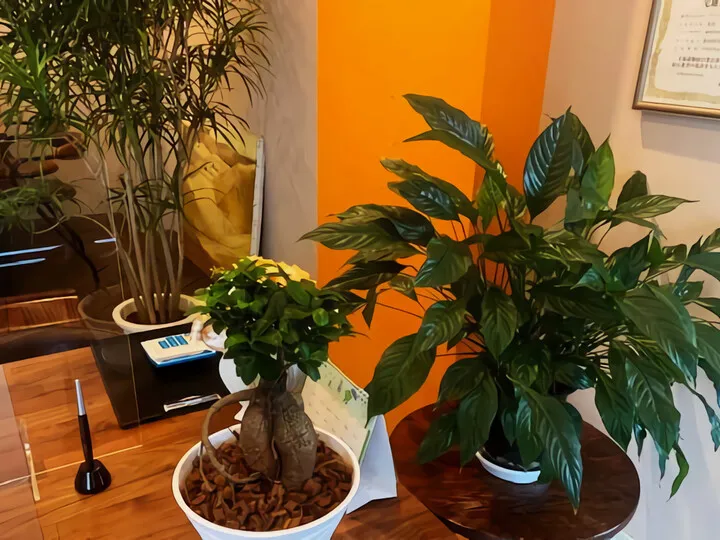観葉植物