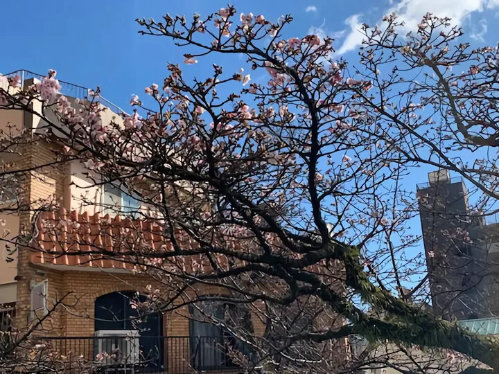 あたみ桜