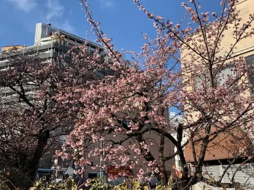 あたみ桜　糸川遊歩道　1/26現在
