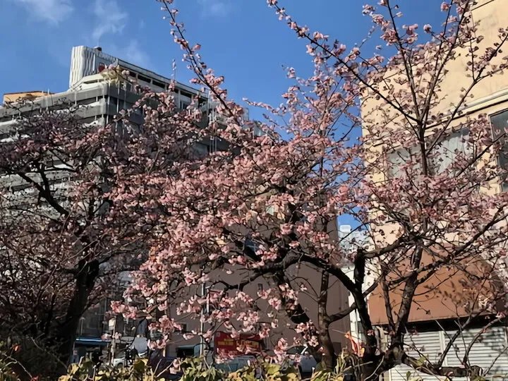 あたみ桜