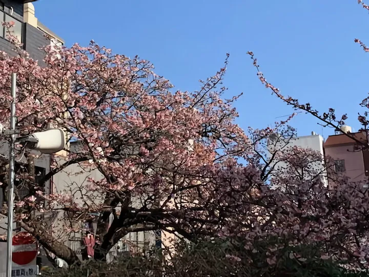 あたみ桜 糸川遊歩道 1/26現在