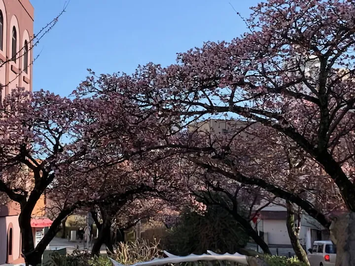 あたみ桜 糸川遊歩道 1/26現在