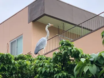 糸川の人気者～あおさぎ君～