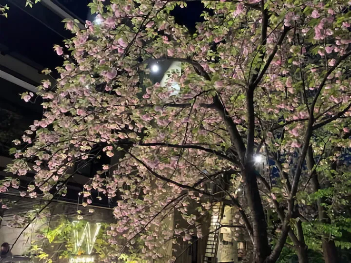 京都