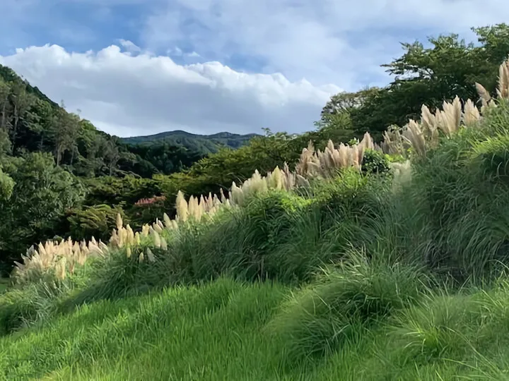 パンパスグラス~奥野ダム(松川湖)2023