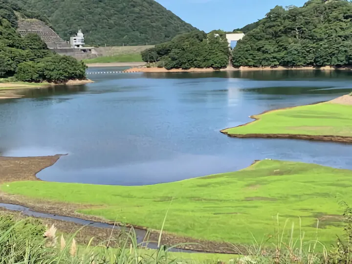 パンパスグラス~奥野ダム(松川湖)2023