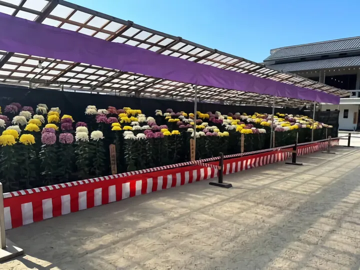 菊花展