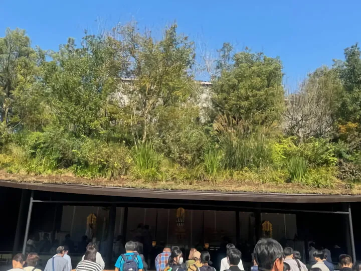 屋根の上の樹木