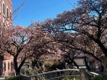 あたみ桜～糸川沿い（R6）