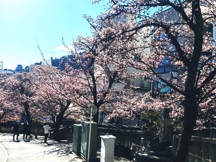 あたみ桜~糸川沿い(R6)