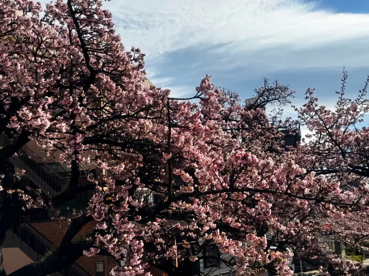 あたみ桜~糸川沿い(R6)