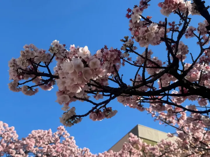 あたみ桜~糸川沿い(R6)