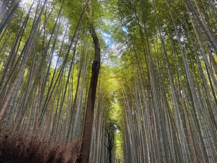 竹林の小径