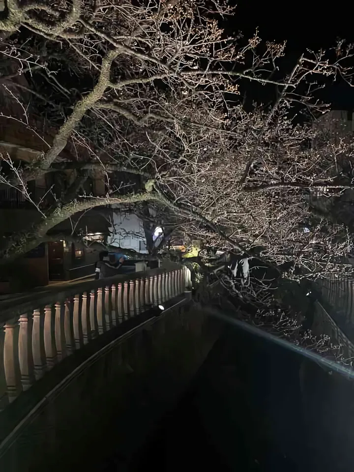 あたみ桜