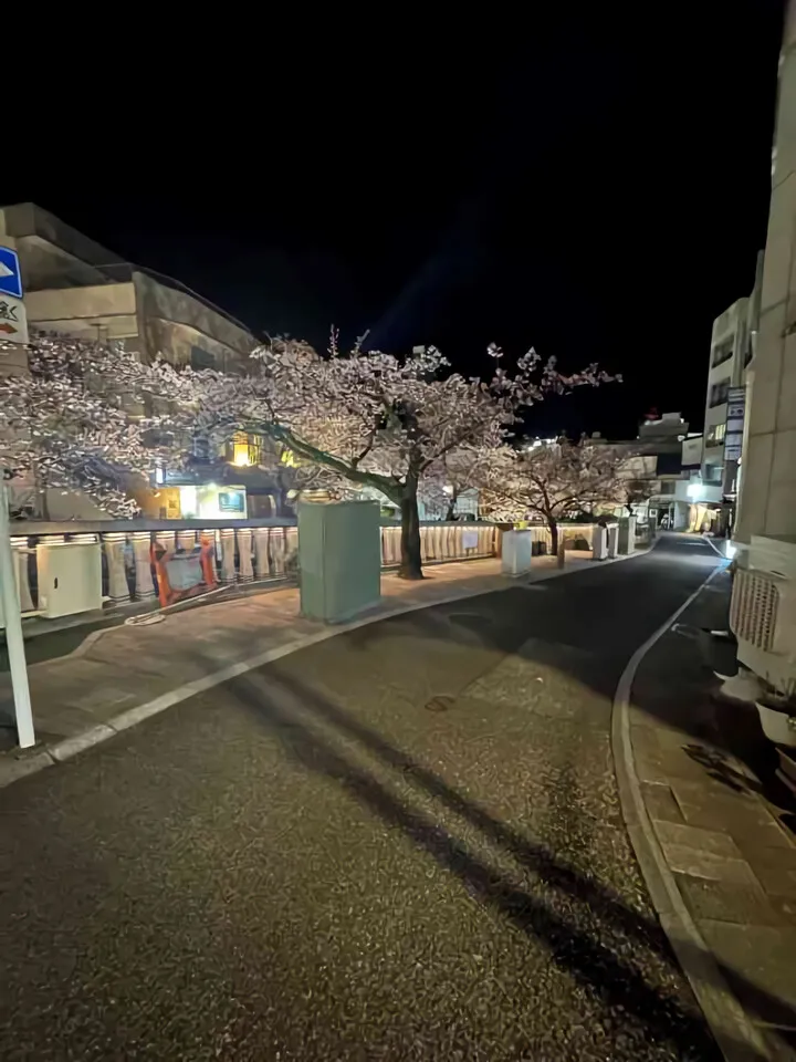 あたみ桜