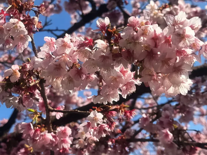 あたみ桜~糸川沿い(R7年)