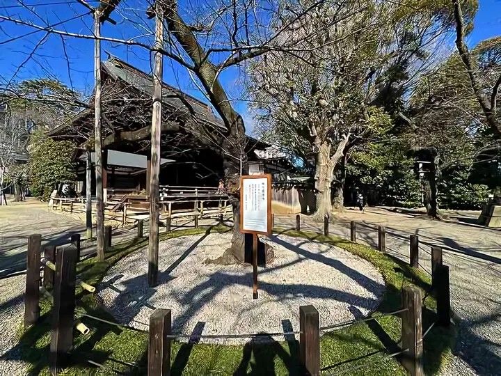 桜の標本木