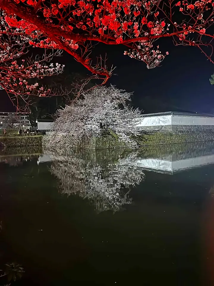 桜とツバメ