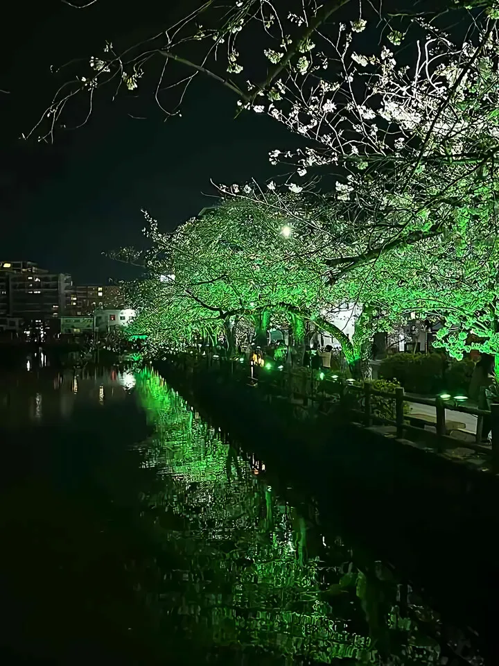 桜とツバメ