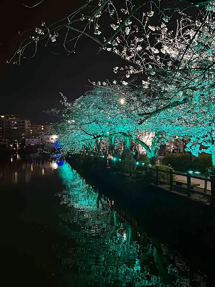 桜とツバメ