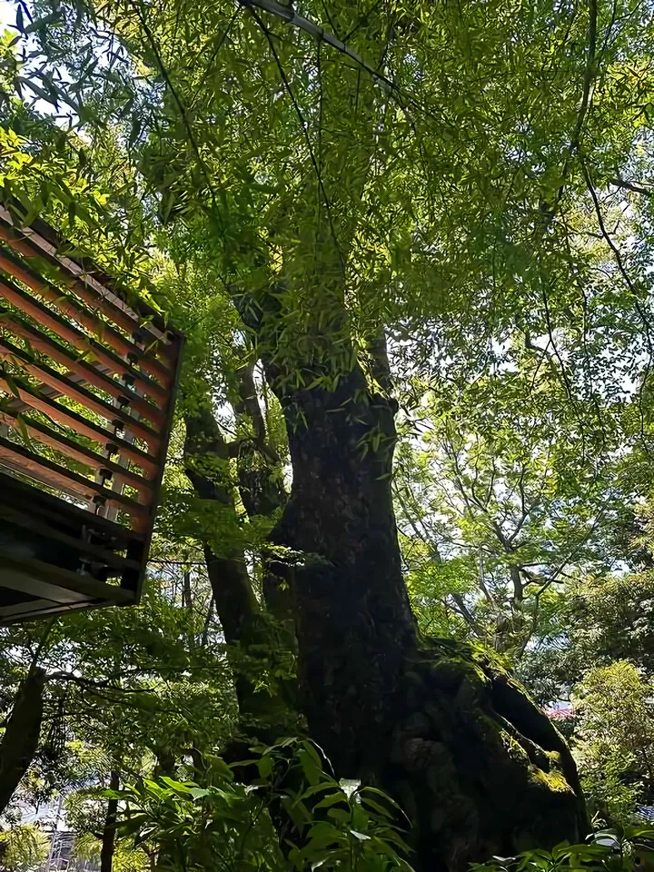 大楠