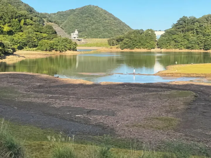 パンパスグラス～奥野ダム（松川湖）2025