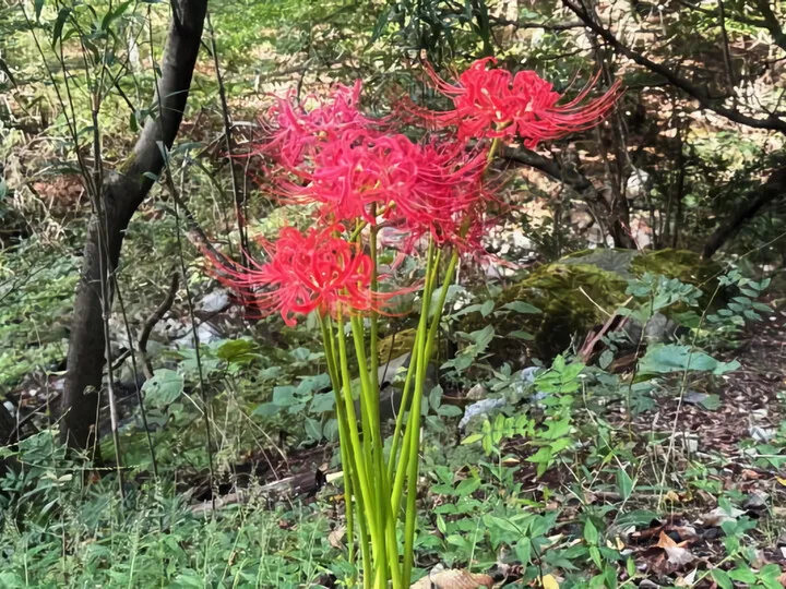 彼岸花