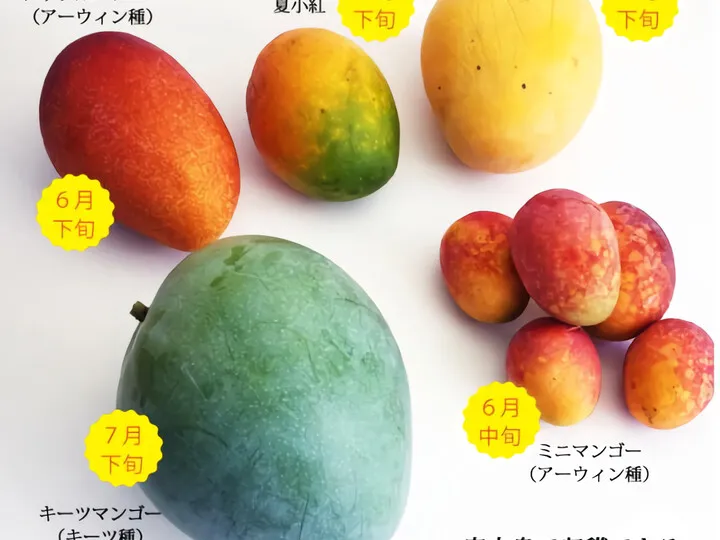 キーツマンゴー(沖縄)