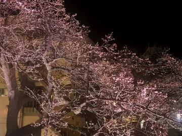 あたみ桜～糸川沿い（R8）
